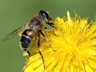 abeja2