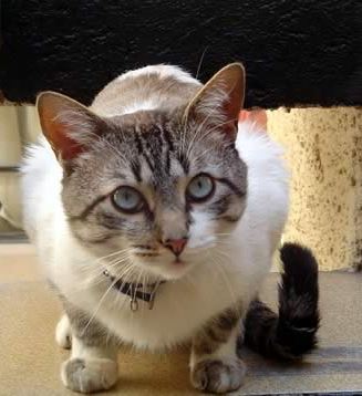 gato2