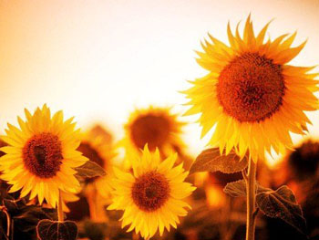 Imagen 0/2
