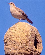 hornero
