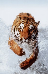 Imagen 0/1