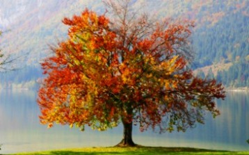 Imagen 0/1