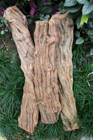 ayahuasca