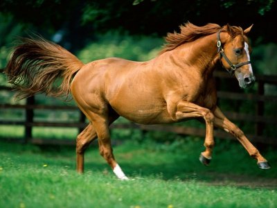caballo
