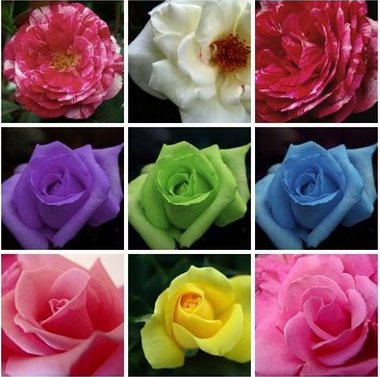 rosas